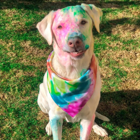 21lb Pack (3lbs of 7 Colors) - Holi Powder, Color Fun Run, Gender Reveal & Events